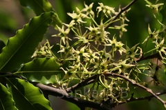 Polyalthia longifolia